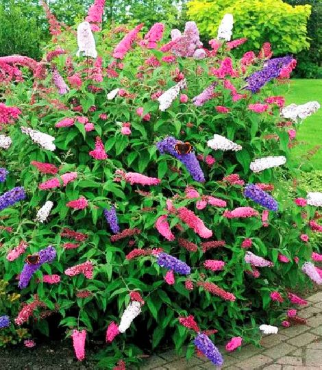Buddleja davidii tricolor